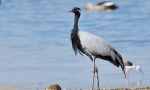 Krasvvka crane